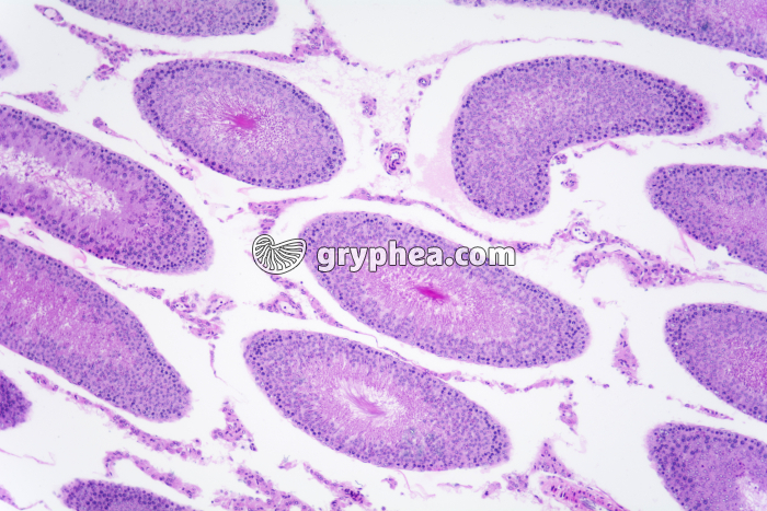 Testicule de Cobaye x25 - gryphea.com